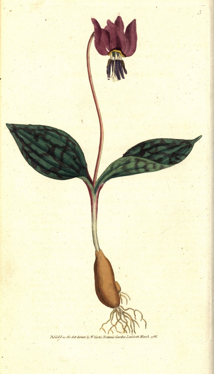 Ząb psa Erythrone (lub czerwony Satyrion) - Ząb psa fioletowy, Erythronium gęsty canis. Ręcznie kolorowany miedzioryt według ilustracji botanicznej autorstwa Jamesa Sowerby