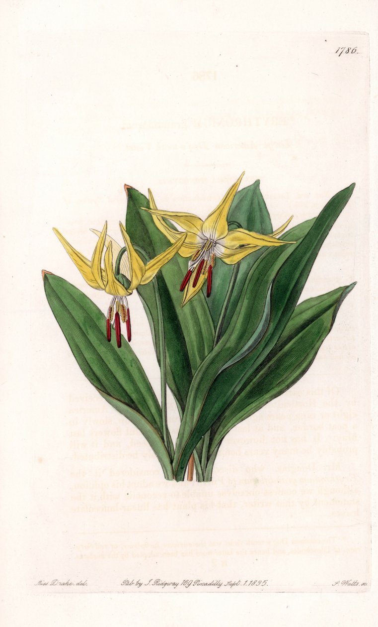 Erytron ma duże kwiaty, pochodzący z Ameryki Północnej - tabliczka rytowana przez S.Wattsa, z ilustracji Sarah Anne Drake (1803-1857), z rejestru botanicznego Sydenham Edwards (1768-1819), Anglia autorstwa Sydenham Teast Edwards