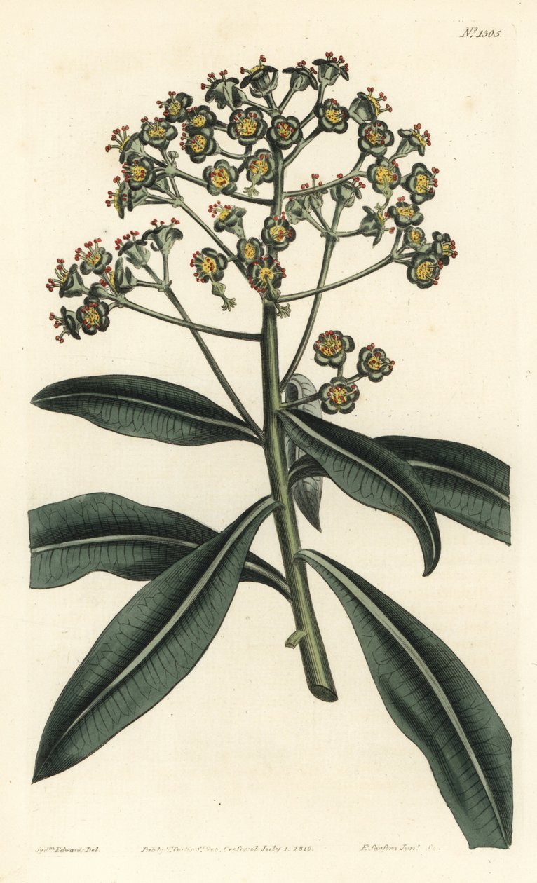 Euphorbe mellifere - Honey spurge lub miododajna euphorbia, Euphorbia mellifera. Ręcznie kolorowany miedzioryt wykonany przez F. Sansoma Jr. na podstawie ilustracji Sydenhama Edwardsa z "William Curtis