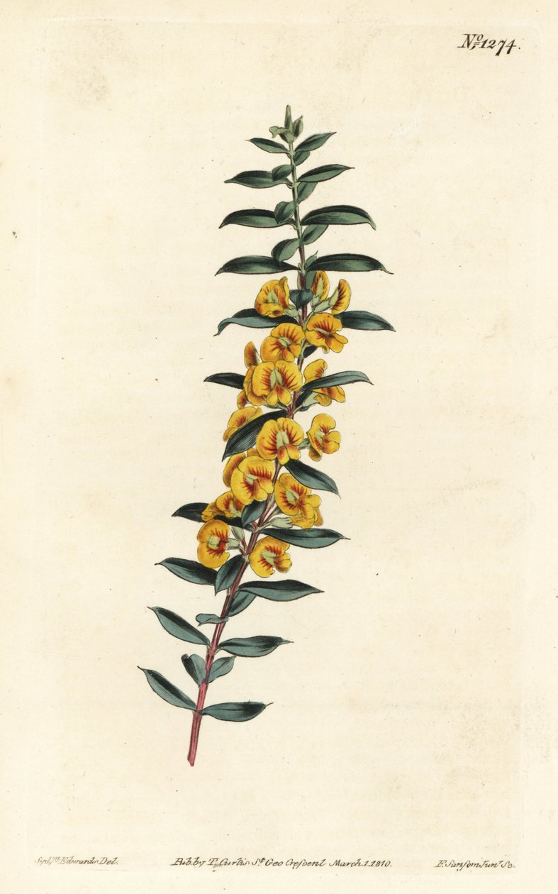 Eutaxia myrtifolia (Dillwynia obovata). Ręcznie barwiony miedzioryt autorstwa F. Sansoma Jr. według ilustracji Sydenhama Edwardsa z magazynu botanicznego Williama Curtisa, T. Curtis, Londyn autorstwa Sydenham Teast Edwards