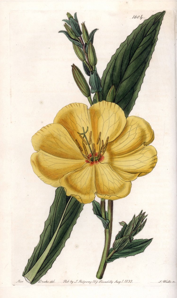 Wiesiołek z dużymi kwiatami - Tablica grawerowana przez S.Watts, z ilustracji Sarah Anne Drake (1803-1857), z rejestru botanicznego Sydenhama Edwardsa (1768-1819), Anglia autorstwa Sydenham Teast Edwards