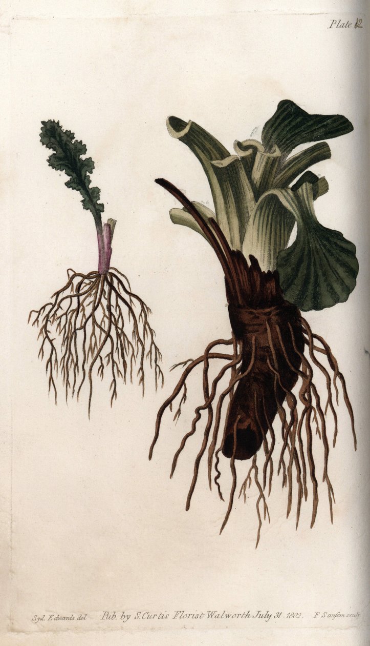 Włókniste korzenie senekonu pospolitego i babki lancetowatej (lub babki ptasiej). Kolorowa miedzioryt, ilustracja Sydenham Edwards (1768-1819) dla Konferencji Botanicznej, Ogród Botaniczny Lambeth (Anglia) autorstwa Sydenham Teast Edwards