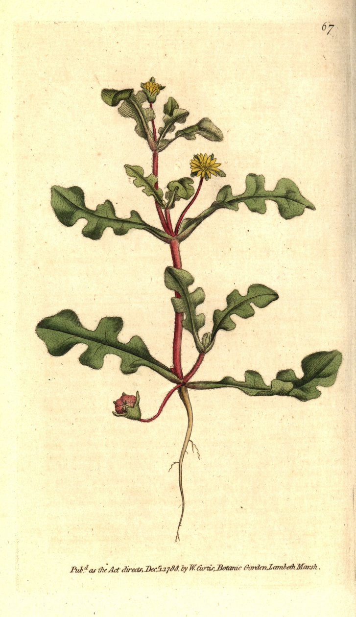 Ficoide variete - Aethephyllum pinnatifidum (nagietek figowy o liściach postrzępionych, Mesembryanthemum pinnatifidum). Ręcznie kolorowany miedzioryt według ilustracji botanicznej z The Botanical Magazine Williama Curtisa, Lambeth Marsh, Londyn autorstwa Sydenham Teast Edwards