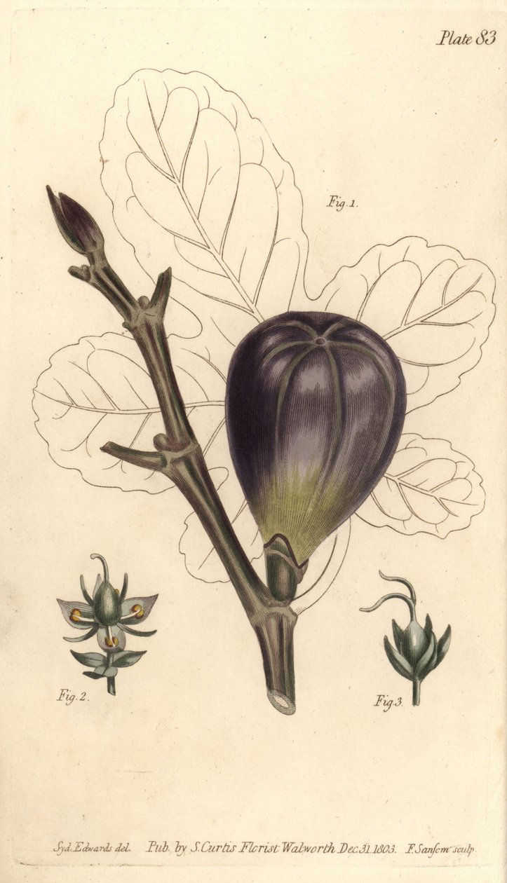 Figa, Ficus carica, Trioecia z hermafrodytą, kwiaty męskie 2 i żeńskie 3 rosnące osobno. Ręcznie barwiony miedzioryt autorstwa F. Sansoma przedstawiający ilustrację botaniczną Sydenhama Edwardsa do Wykładów o botanice Williama Curtisa, dostarczonych w Bota autorstwa Sydenham Teast Edwards