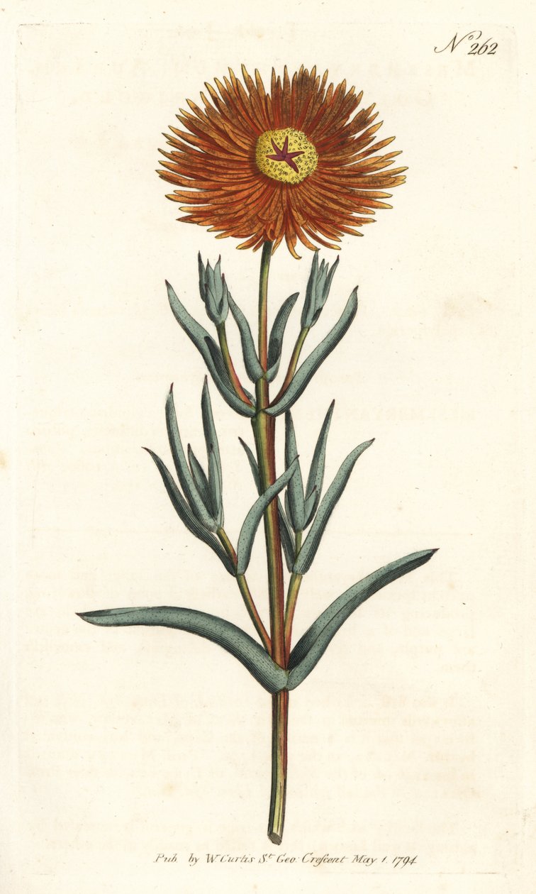 Nagietek figowy - Złoty nagietek figowy, Mesembryanthemum aureum. Ręcznie barwiony miedzioryt autorstwa Sansoma według ilustracji Sydenhama Edwardsa z magazynu Botanical Magazine Williama Curtisa, Londyn autorstwa Sydenham Teast Edwards