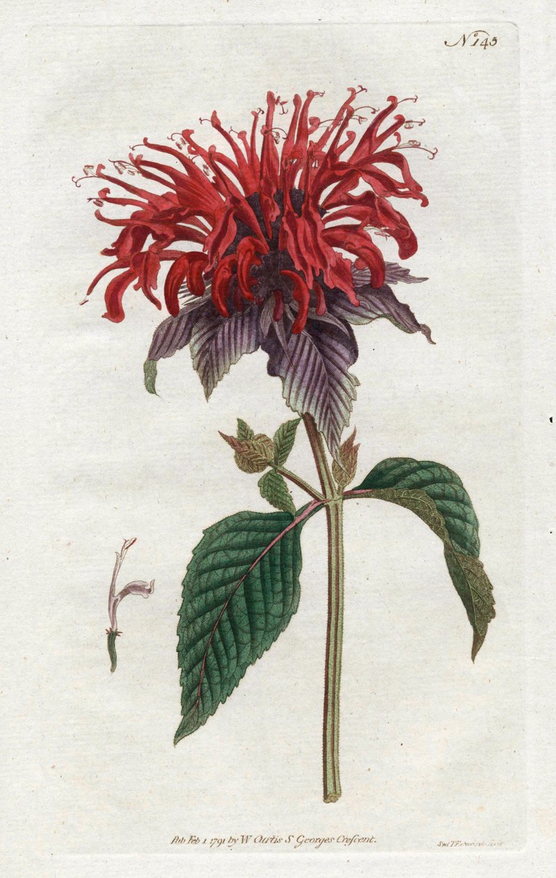 Fistula Monarde - Litografia Sydenhama Edwardsa (1768-1819), z magazynu botanicznego Williama Curtisa (1746-1799) autorstwa Sydenham Teast Edwards