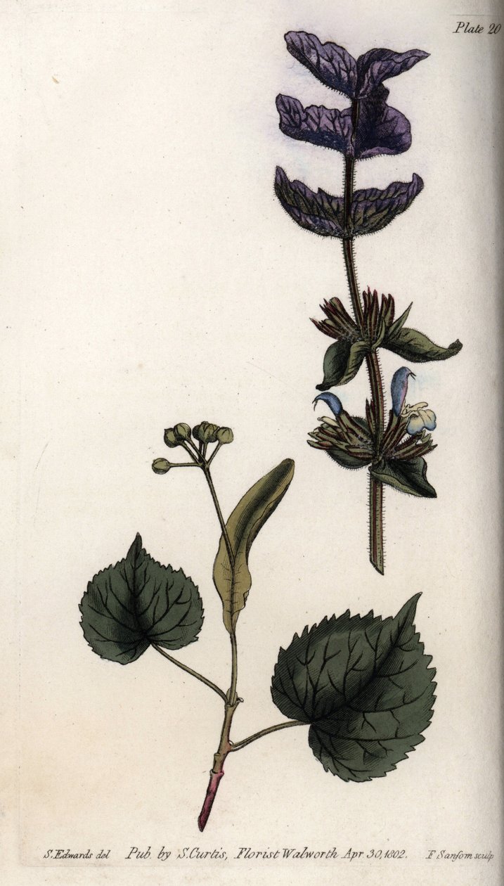 Kwiatowe liście i fiołkowy bukiet końcowych liściaków zielonej szałwii (lub szałwii horminalnej) i lip. Kolorowa miedzioryt, ilustracja Sydenham Edwards (1768-1819) dla Konferencji Botanicznej, Ogród Botaniczny Lambeth (Anglia) autorstwa Sydenham Teast Edwards