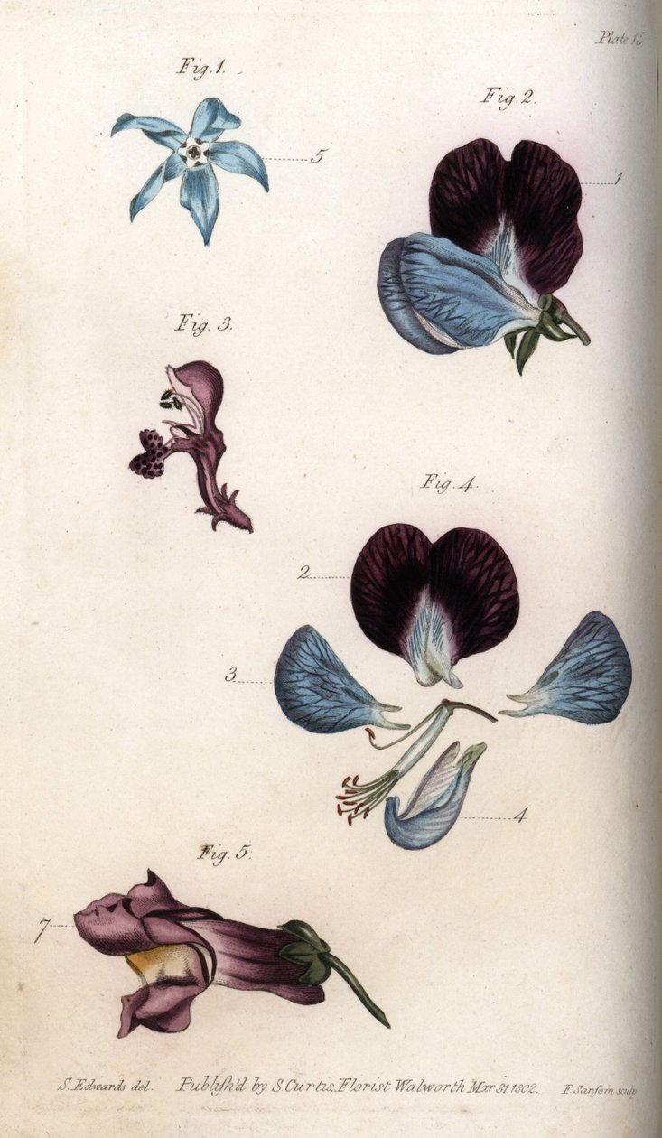 Kwitnienie ogórecznika lekarskiego i grochu (rośliny strączkowe). Kolorowa miedzioryt, ilustracja Sydenham Edwards (1768-1819) dla Konferencji Botanicznej, Ogród Botaniczny Lambeth (Anglia) autorstwa Sydenham Teast Edwards