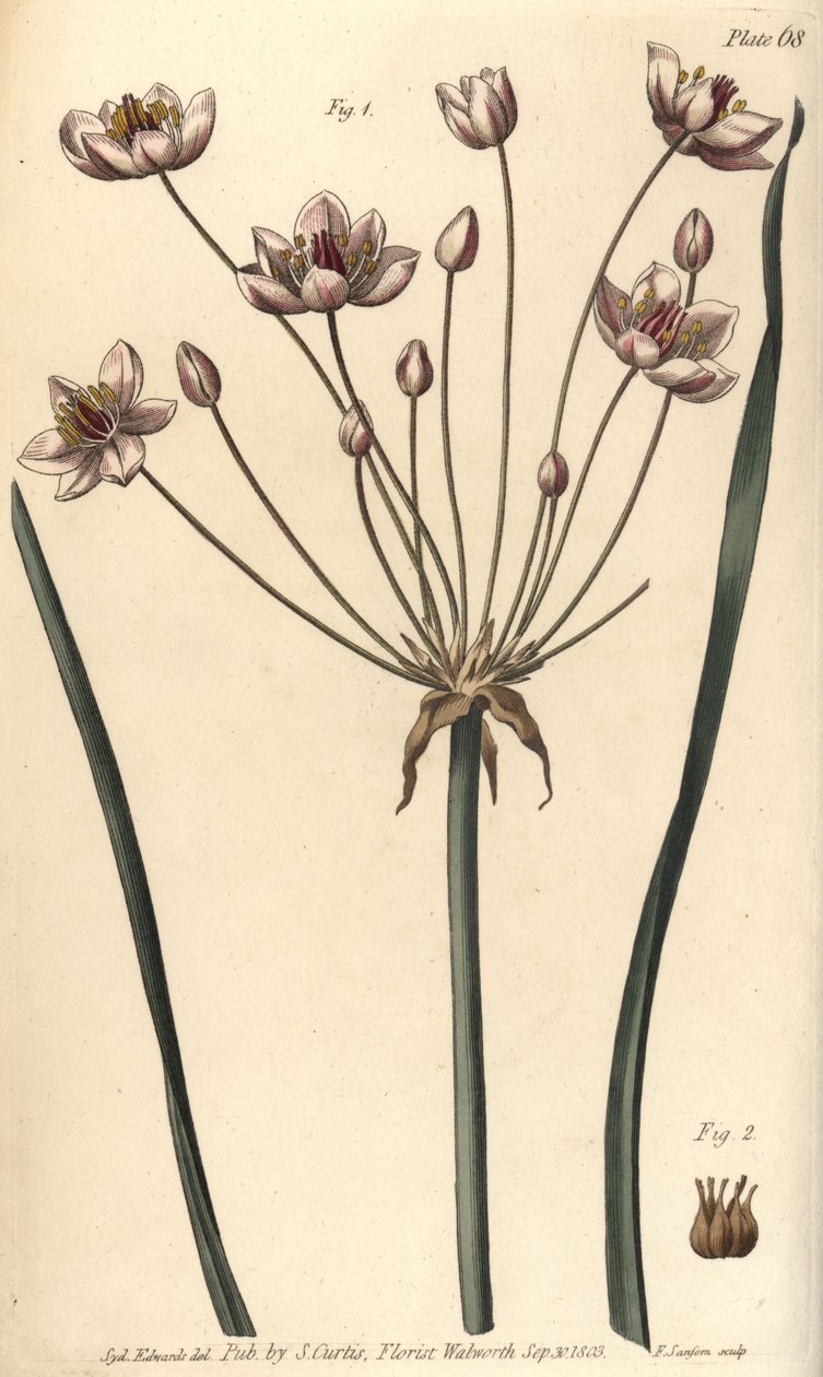 Kwitnący szuwar, Butomus umbellatus, Hexagynia, kwiat hermafrodyty 1 i pistilla 2. Ręcznie barwiony miedzioryt autorstwa F. Sansoma przedstawiający ilustrację botaniczną autorstwa Sydenhama Edwardsa do Wykładów o botanice autorstwa Williama Curtisa, wygłos autorstwa Sydenham Teast Edwards
