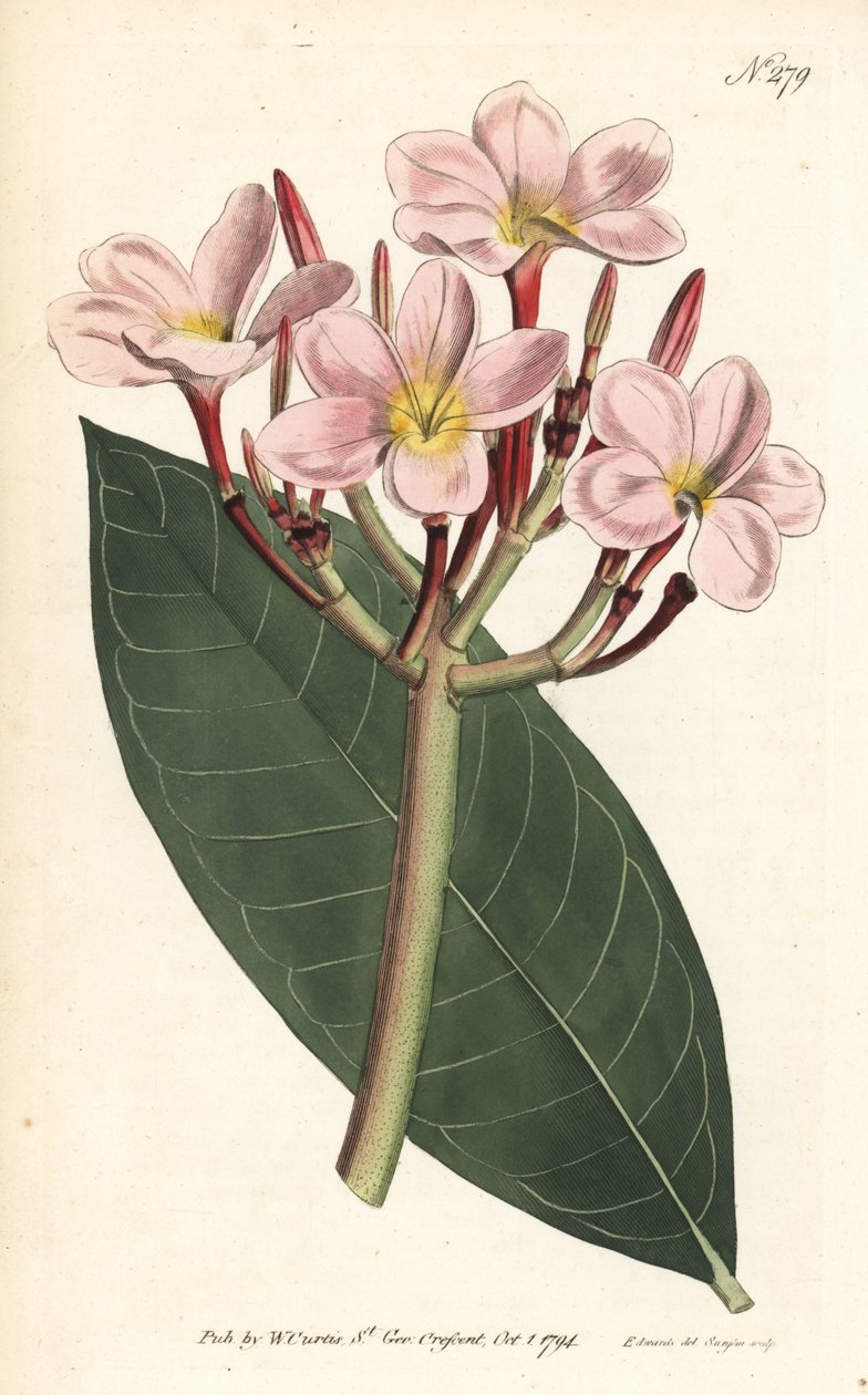 Frangipani - Frangipani lub czerwona plumeria, Plumeria rubra. Ręcznie barwiony miedzioryt autorstwa Sansoma według ilustracji Sydenhama Edwardsa z magazynu Botanical Magazine Williama Curtisa, Londyn autorstwa Sydenham Teast Edwards