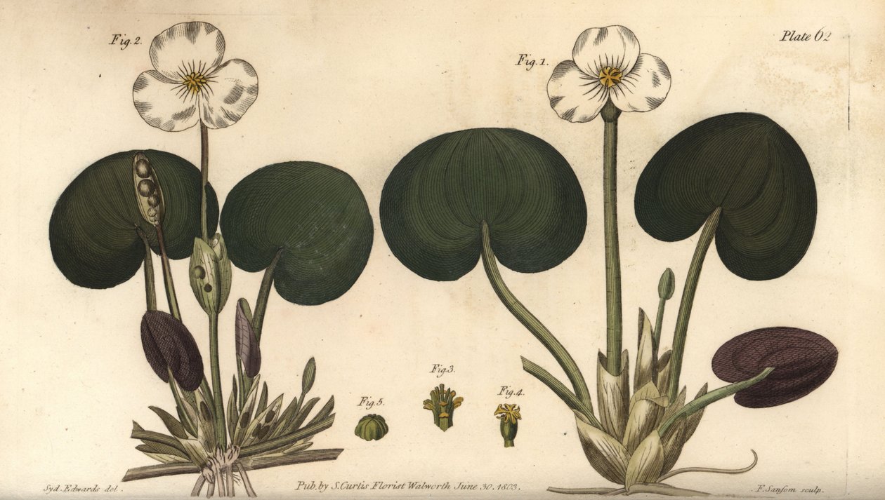 Frogbit, Hydrocharis morsus-ranae, Dioecia, roślina żeńska 1,4, roślina męska 2,3. Ręcznie barwiony miedzioryt autorstwa F. Sansoma przedstawiający ilustrację botaniczną Sydenhama Edwardsa do wykładów Williama Curtisa na temat botaniki, dostarczony w Ogrod autorstwa Sydenham Teast Edwards