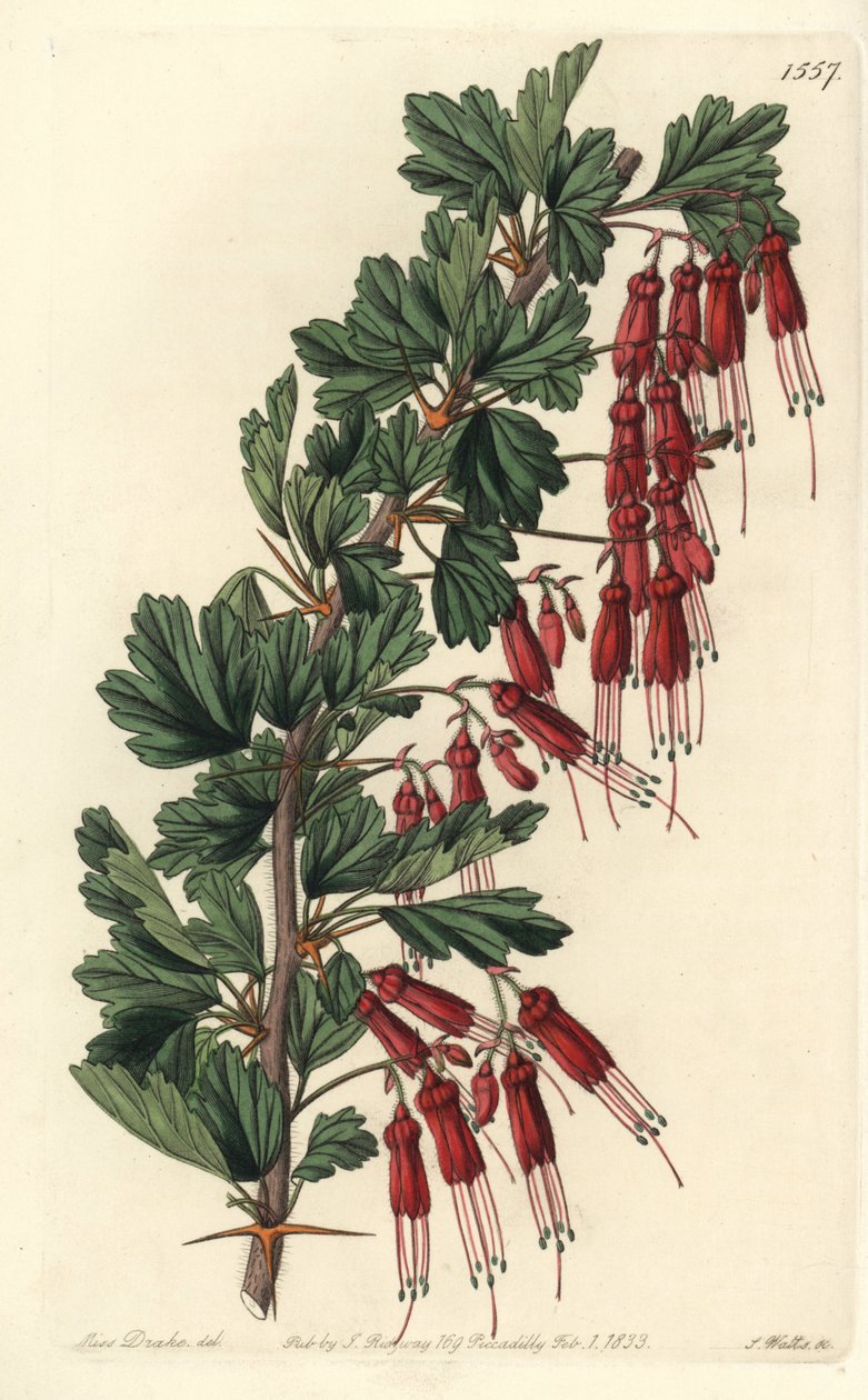 Kwiat fuksji lub fuksja kalifornijska - agrest o kwiatach fuksji lub agrest rzucający się w oczy, Ribes speciosum. Ręcznie barwiony miedzioryt autorstwa S. Wattsa według ilustracji panny Sarah Drake z rejestru botanicznego Sydenham Edwards, Ridgeway, Londy autorstwa Sydenham Teast Edwards