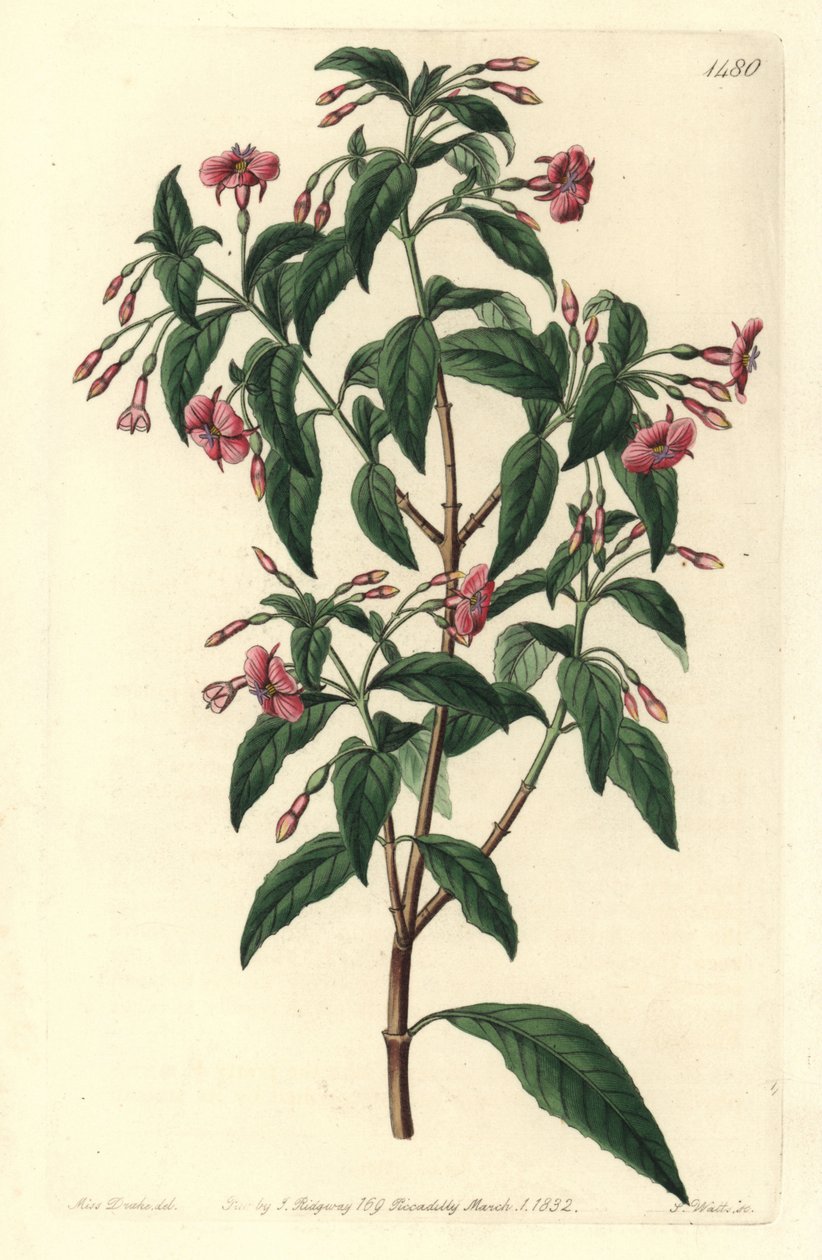 Fuschia variete - Fuksja o rozgałęzionych prętach, Fuchsia bacillaris. Naturalny mieszaniec pomiędzy Fuchsia microphylla subsp. microphylla i Fuchsia thymifolia subsp. thymifolia. Ręcznie kolorowany miedzioryt autorstwa S. Wattsa na podstawie ilustracji Sa autorstwa Sydenham Teast Edwards