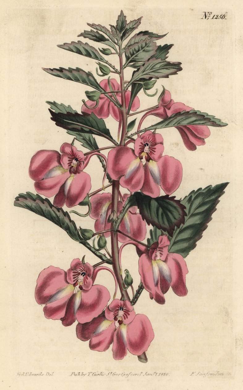 Balsamina Ogrodowa - Balsam ogrodowy, Niecierpek balsamiczny (Balsam gruczołowolistny, Impatiens coccinea). Ręcznie barwiony miedzioryt autorstwa F. Sansoma Jr. według ilustracji Sydenhama Edwardsa z magazynu botanicznego Williama Curtisa, T. Curtis, Londy autorstwa Sydenham Teast Edwards