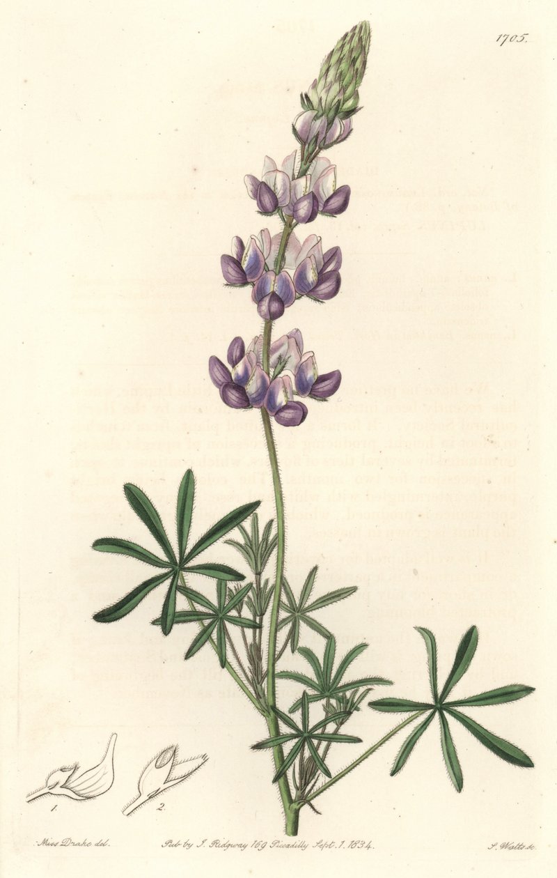 Garden Lupin, pochodzący z Kalifornii - S. Watts Strong Water z ilustracji Sarah Anne Drake (1803-1857), z rejestru botanicznego autorstwa Sydenham Teast Edwards