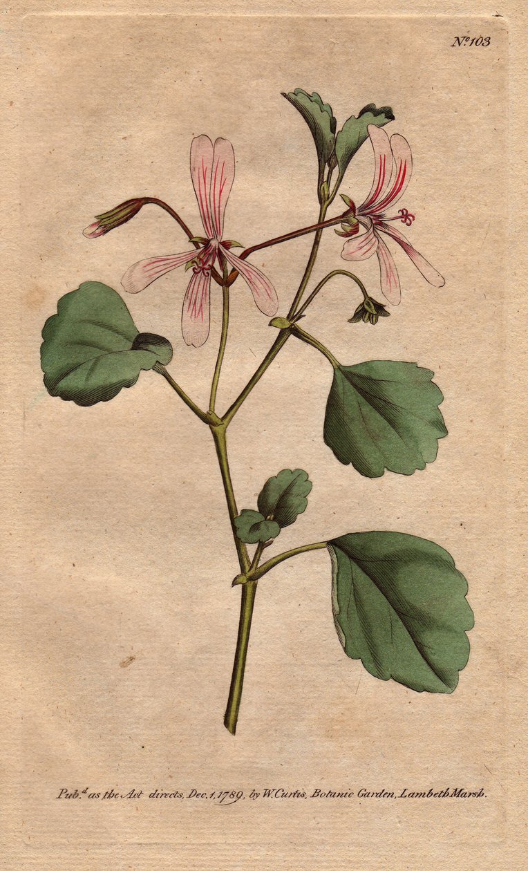 Geranium ma liść szczawiu z kwiatami z różami, pochodzący z Południowej Afryki. Szczaw dziób żurawia z różowymi żyłkami kwiatów. Pochodzi z Przylądka w Południowej Afryce. Acetosum pelargonii. Ręcznie kolorowany miedzioryt z ilustracji botanicznej autorstw autorstwa Sydenham Teast Edwards