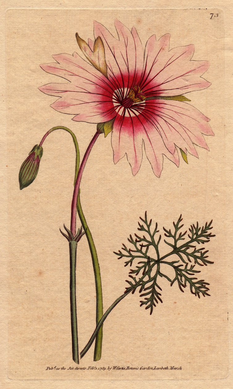 Geranium monsonia ma duże jasnoróżowe i ciemnoróżowe kwiaty. Monsonia o dużych kwiatach o jasnoróżowych i ciemnoróżowych kwiatach. Monsonia speciosa. Ręcznie kolorowany miedzioryt z ilustracji botanicznej Sydenham Edwards z „”Botan” Williama Curtisa autorstwa Sydenham Teast Edwards