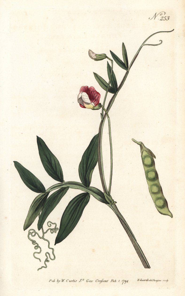 Gesse climene - wyka hiszpańska, Lathyrus clymenum (Lathyrus mieszany, Lathyrus articulatus). Ręcznie barwiony miedzioryt autorstwa Sansoma według ilustracji Sydenhama Edwardsa z magazynu Botanical Magazine Williama Curtisa, Londyn autorstwa Sydenham Teast Edwards