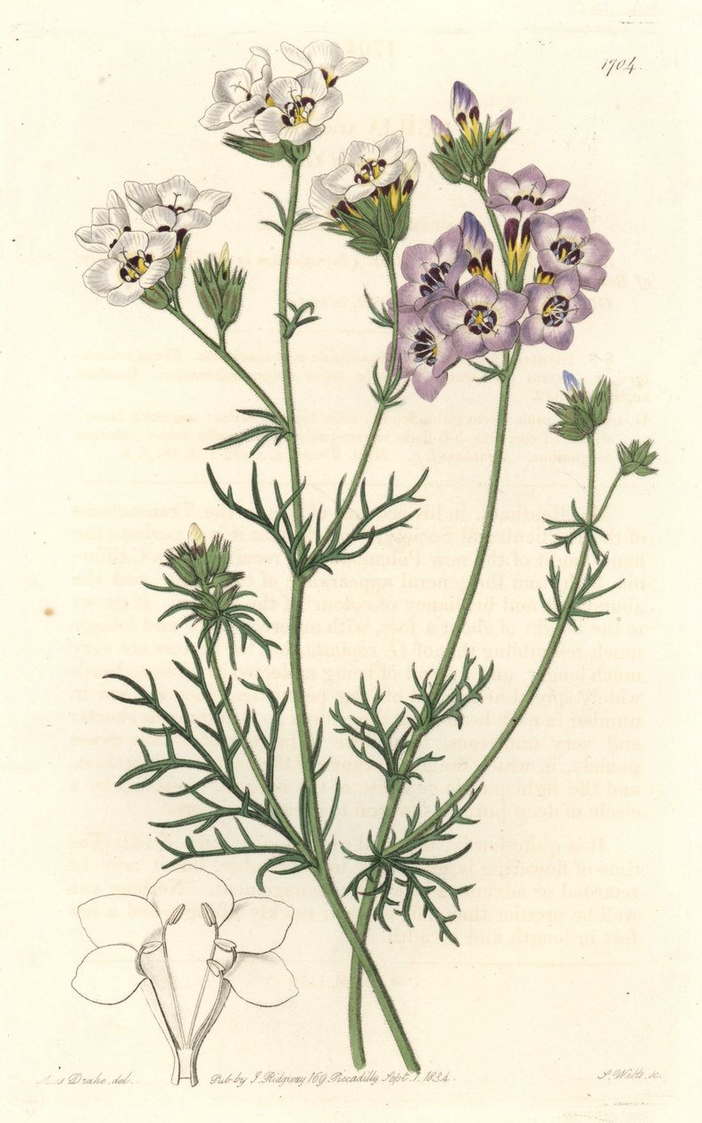 Gilia tricolor, odmiana biało-fioletowa, pochodząca z Kalifornii - mocna woda S. Watts z ilustracji Sarah Anne Drake (1803-1857), z rejestru botanicznego autorstwa Sydenham Teast Edwards