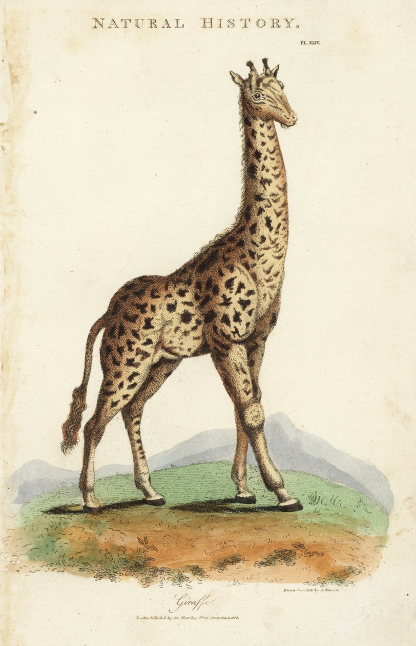 Żyrafa, żyrafa camelopardalis. Ręcznie barwiony miedzioryt według Sydenhama Edwardsa z John Mason Good