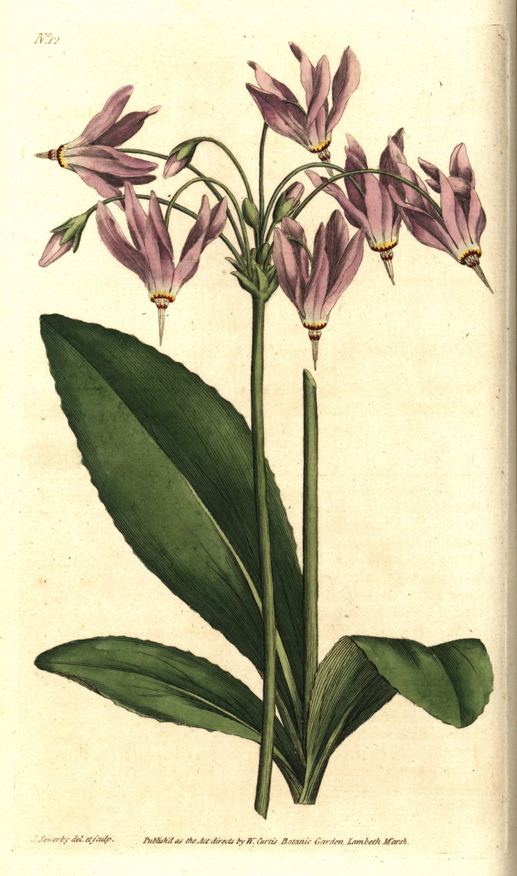 Giroselle z Wirginii - amerykański krowiak lub dodecatheon Meada, Dodecatheon meadia. Ręcznie kolorowany miedzioryt według ilustracji botanicznej autorstwa Jamesa Sowerby