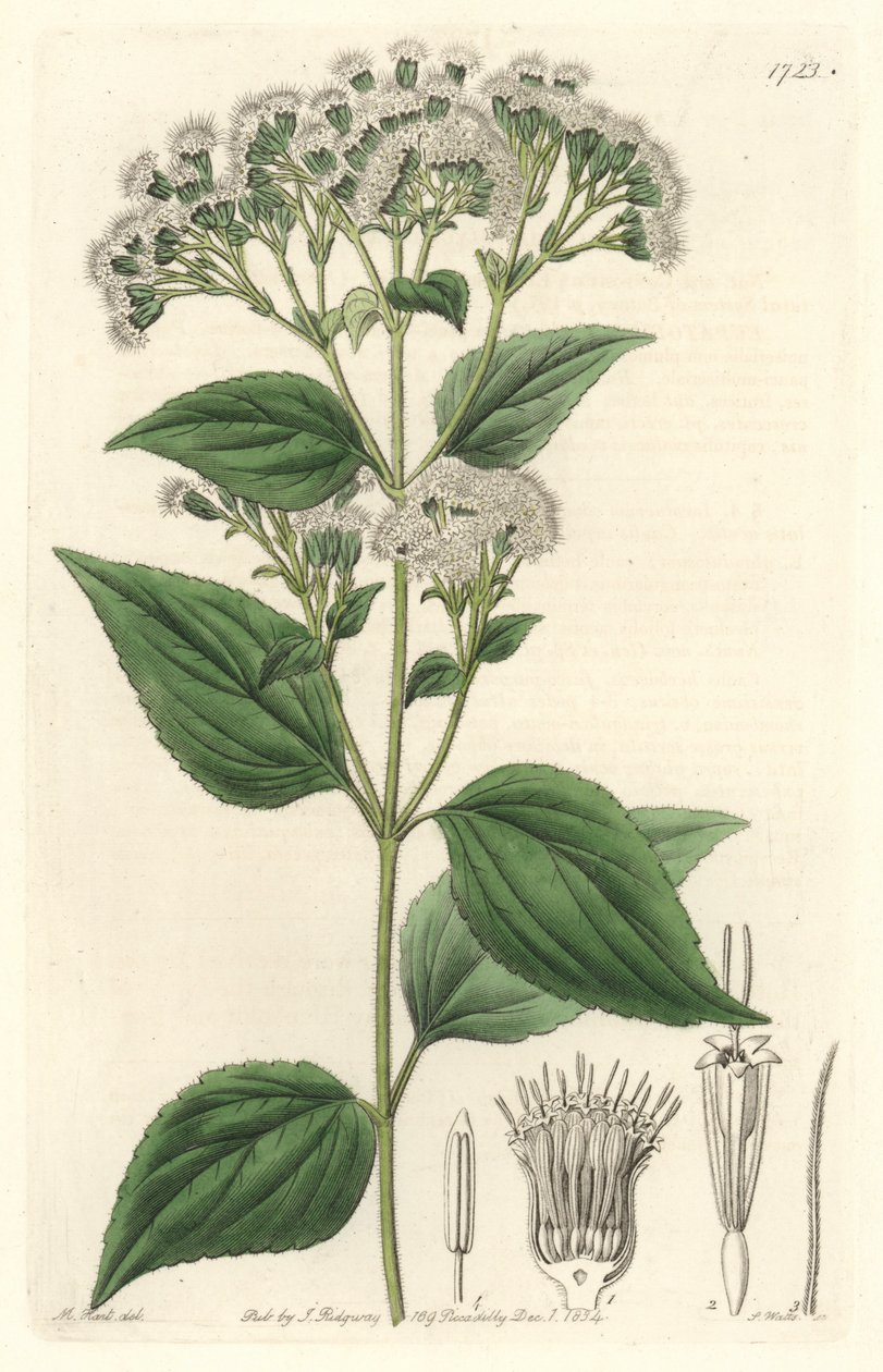 Gruczołowy eupatorium, pochodzący z Meksyku - mocna woda S. Watts z ilustracji M. Mart, z rejestru botanicznego autorstwa Sydenham Teast Edwards