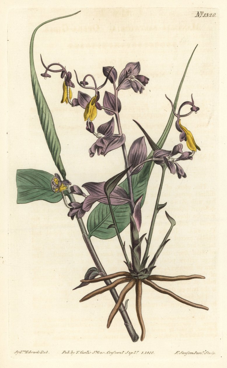 Globba radykalne (Dziewczęta z opery, Mantisia saltatoria). Ręcznie barwiony miedzioryt autorstwa F. Sansoma Jr. według ilustracji Sydenhama Edwardsa z magazynu botanicznego Williama Curtisa, T. Curtis, Londyn autorstwa Sydenham Teast Edwards