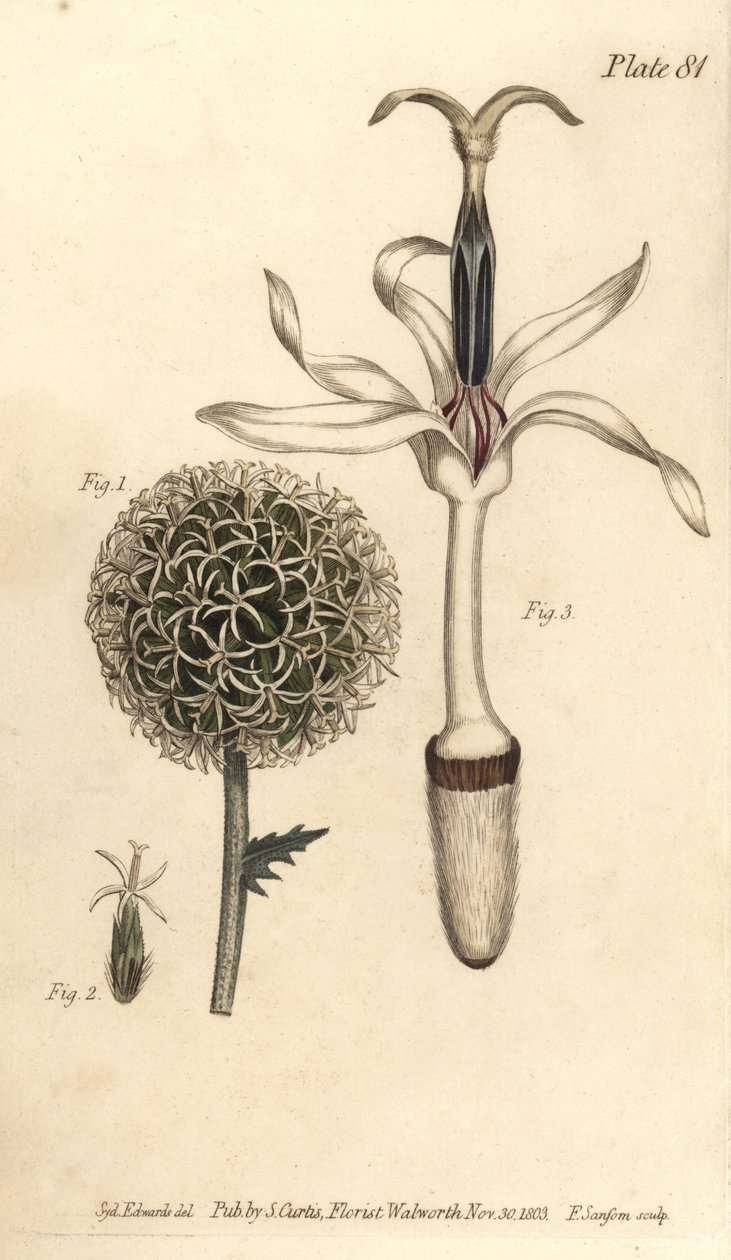 Oset kulisty, Echinops sphaerocephalus, Polygamia segregata, kwiat 1 i pojedynczy różyczek 2,3. Ręcznie barwiony miedzioryt autorstwa F. Sansoma przedstawiający ilustrację botaniczną Sydenhama Edwardsa do Wykładów o botanice Williama Curtisa, dostarczonych autorstwa Sydenham Teast Edwards