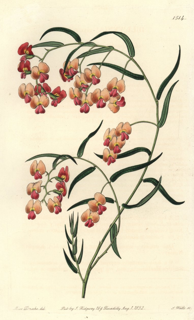 Dillwynia liściasta, Dillwynia glycinifolia. Ręcznie barwiony miedzioryt autorstwa S. Wattsa według ilustracji panny Sarah Drake z rejestru botanicznego Sydenham Edwards, Ridgeway, Londyn autorstwa Sydenham Teast Edwards
