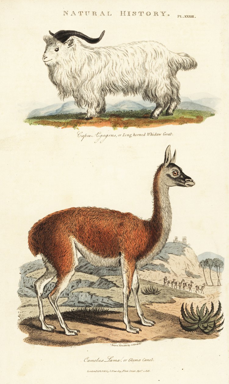 Koza i lama - koza długoroga, Capra aegagrus i lama, Lama glama (Glama camel, Camelus lama). Ręcznie barwiony miedzioryt według Sydenhama Edwardsa z John Mason Good