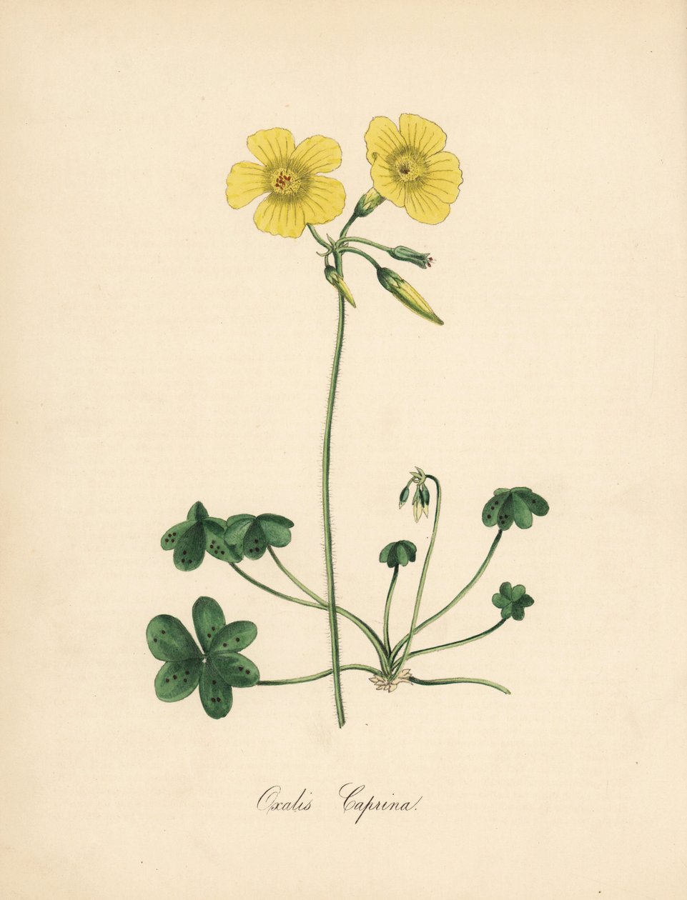 Szczawik pospolity, Oxalis caprina. Zaczerpnięte z ilustracji Sydenhama Edwardsa w „Botanicznym Magazynie” Williama Curtisa. Cynkografia kolorowana przez C. Chabot narysowana przez pannę M. A. Burnett z jej „Plantae Utiliores: or Illustrations of Useful Pl autorstwa Sydenham Teast Edwards
