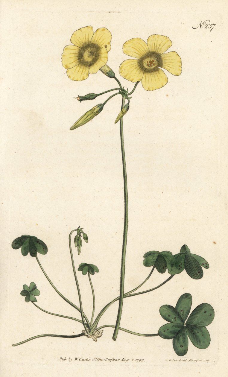 Kozia łapa - szczaw pospolity, Oxalis caprina. Ręcznie barwiony miedzioryt autorstwa Sansoma według ilustracji Sydenhama Edwardsa autorstwa Williama Curtisa Botanical Magazine, Londyn autorstwa Sydenham Teast Edwards