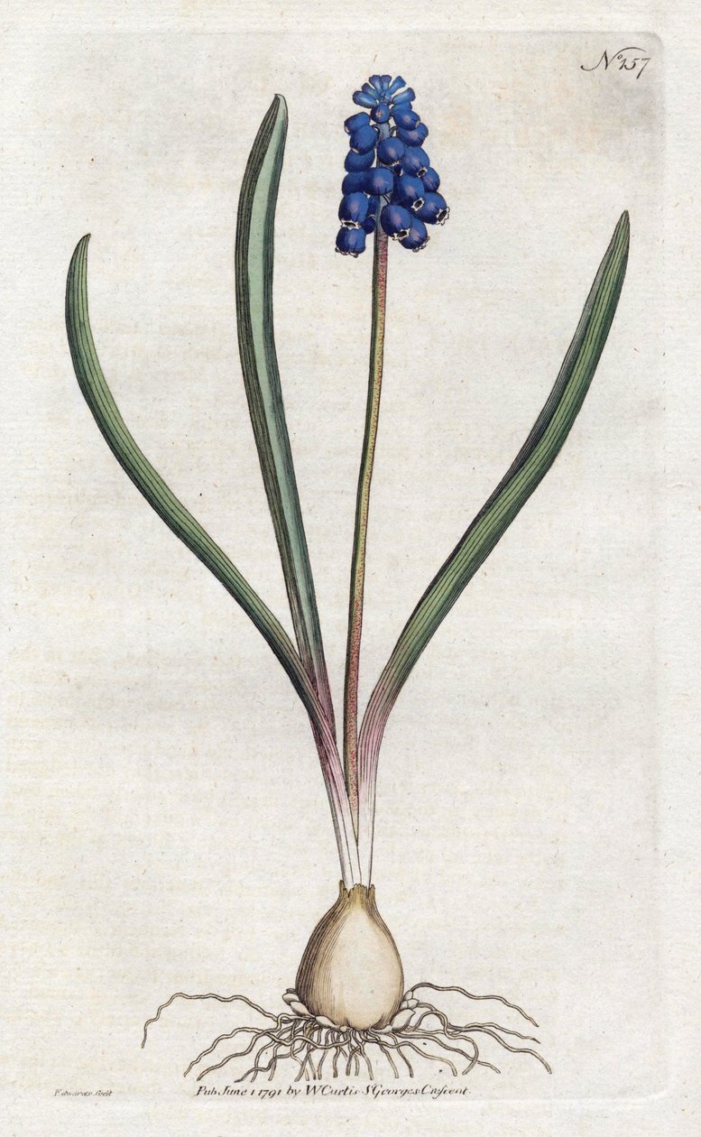 Grape hiacinth Litography by Sydenham Edwards (1768-1819), płyta z Botanical Magazine autorstwa Williama Curtisa (1746-1799) autorstwa Sydenham Teast Edwards