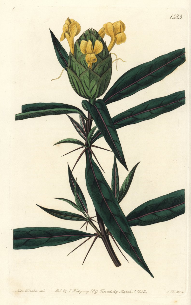 Grassgrass tac - Barleria chmielowa, Barleria lupulina. Ręcznie barwiony miedzioryt autorstwa S. Wattsa według ilustracji Sarah Drake z Sydenham Edwards