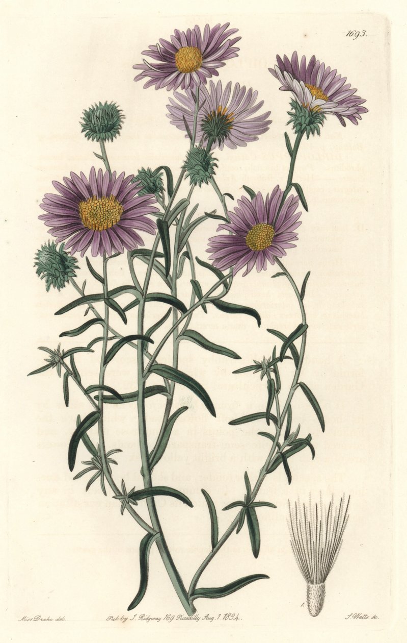 Grey Aster, pochodzący z Kalifornii - S. Watts Strong Water z ilustracji Sarah Anne Drake (1803-1857), z rejestru botanicznego autorstwa Sydenham Teast Edwards