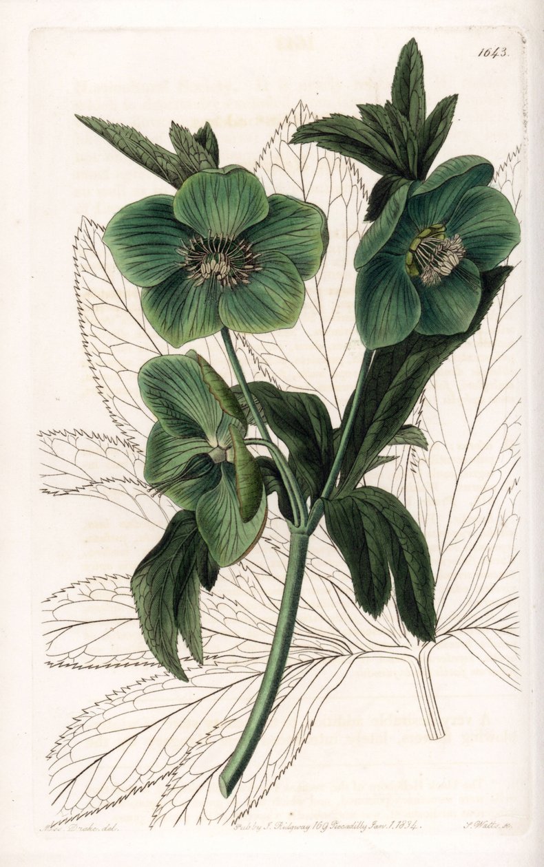 Green Flower Hellebore Variete - Grawerowane przez S.Wattsa, z ilustracji Sarah Anne Drake (1803-1857), z rejestru botanicznego Sydenham Edwards (1768-1819), Anglia autorstwa Sydenham Teast Edwards