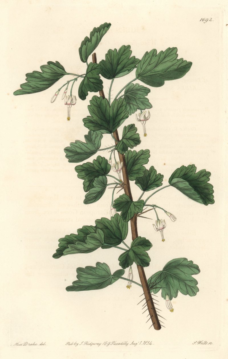 Groseillier, pochodzący z Ameryki Północnej - Woda silna autorstwa S. Wattsa z ilustracji Sarah Anne Drake (1803-1857), z rejestru botanicznego autorstwa Sydenham Teast Edwards