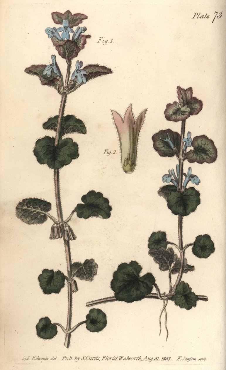 Bluszcz mielony, Glechoma hederacea, Gymnospermia. Ręcznie barwiony miedzioryt autorstwa F. Sansoma przedstawiający ilustrację botaniczną Sydenhama Edwardsa do Wykładów o botanice Williama Curtisa, dostarczony w Ogrodzie Botanicznym w Lambeth autorstwa Sydenham Teast Edwards