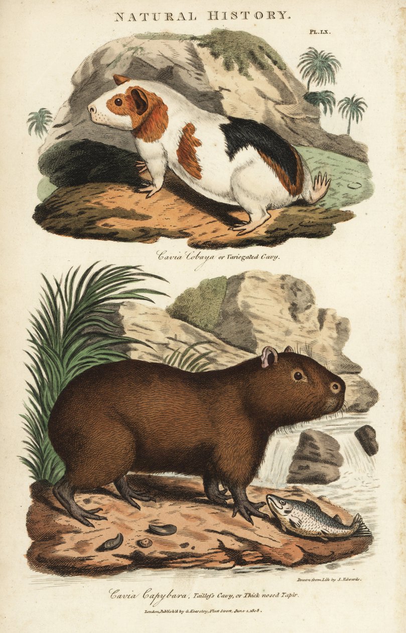 Świnka morska i kapibara - Świnka morska, Cavia porcellus i kapibara, Hydrochoerus hydrochaeris. Ręcznie barwiony miedzioryt według Sydenhama Edwardsa z John Mason Good