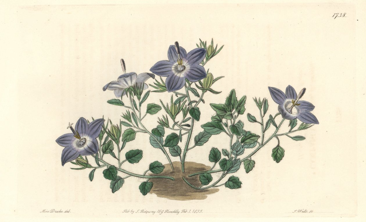 Dzwoneczek o owłosionych liściach, pochodzący z Włoch - Mocna woda autorstwa S. Wattsa z ilustracji Sarah Anne Drake (1803-1857), z rejestru botanicznego autorstwa Sydenham Teast Edwards