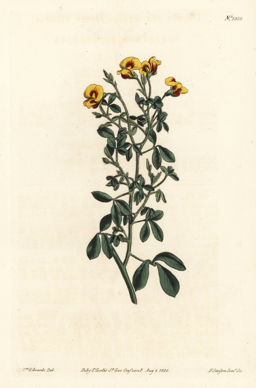 Goodia owłosiona, Goodia lotifolia var. pubescens (Goodia pubescens). Ręcznie kolorowany miedzioryt wykonany przez F. Sansoma Jr. na podstawie ilustracji Sydenhama Edwardsa z "William Curtis