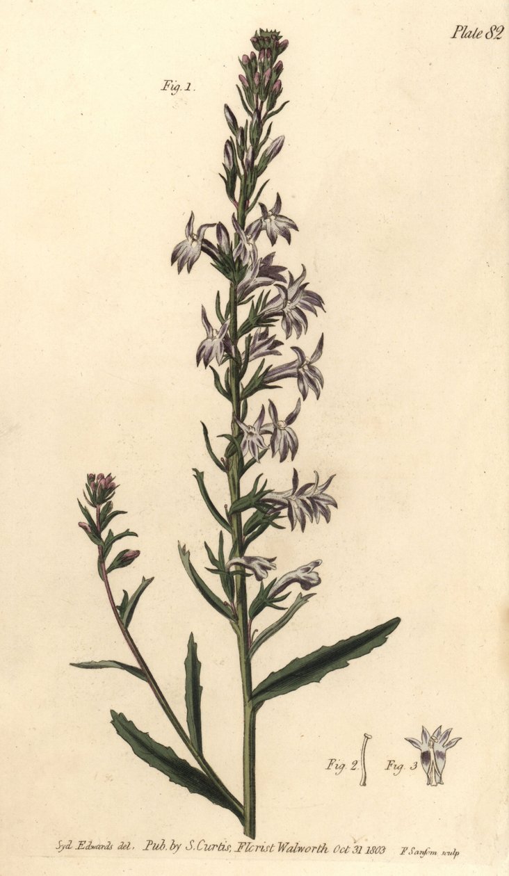 Lobelia Heath, Lobelia urens, Polygamia monogamia. Ręcznie kolorowany miedzioryt autorstwa F. Sansoma przedstawiający ilustrację botaniczną Sydenhama Edwardsa do wykładów Williama Curtisa na temat botaniki, dostarczony w Ogrodzie Botanicznym w Lambeth autorstwa Sydenham Teast Edwards
