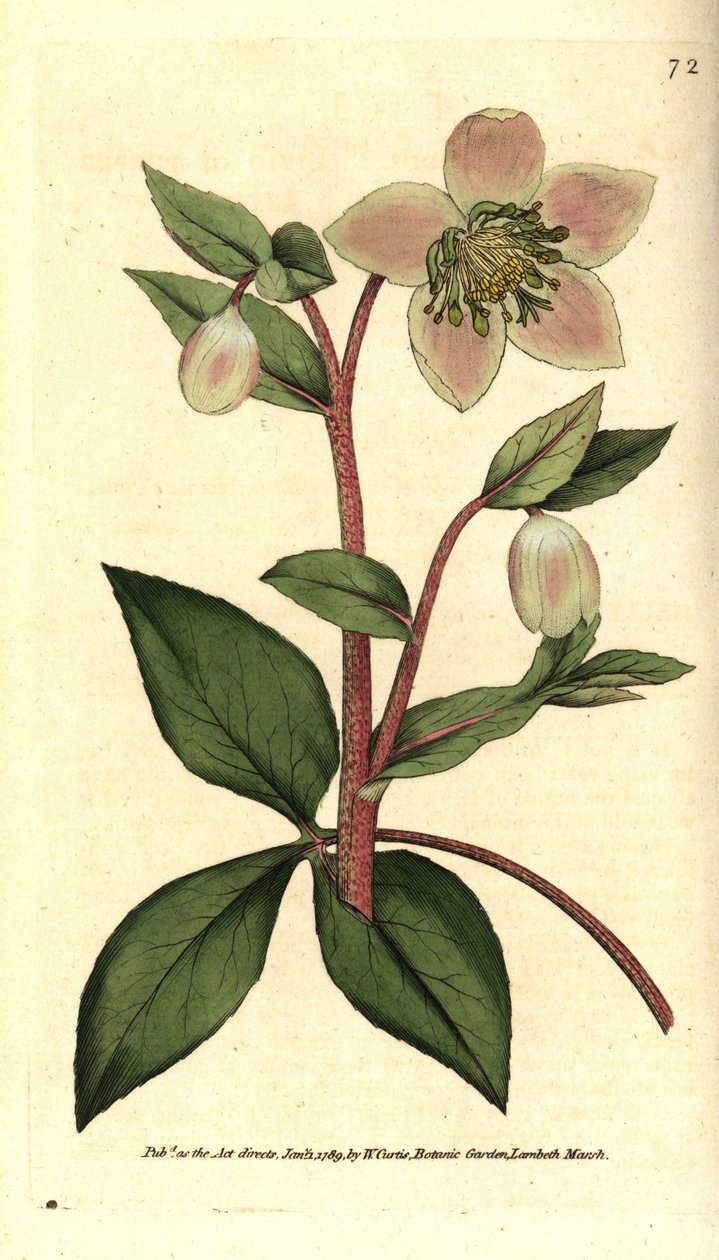 Ciemiernik (ellebore) siwy lub czarny - Ciemiernik siwy lub purpurowy, Helleborus lividus. Ręcznie kolorowany miedzioryt według ilustracji botanicznej autorstwa Jamesa Sowerby