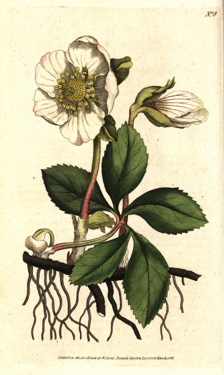 Hellebore (ellebore) noir ou rose de Noel - Świąteczna róża lub ciemiernik czarny, Helleborus niger. Ręcznie kolorowany miedzioryt według ilustracji botanicznej Sydenhama Edwardsa z The Botanical Magazine Williama Curtisa, Lambeth Marsh, Londyn autorstwa Sydenham Teast Edwards