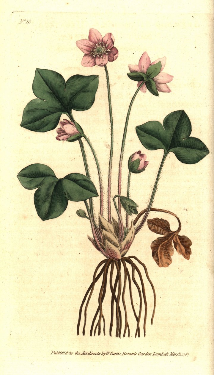 Zawilec wątrobowy, szlachetny lub trójpłatkowy - Hepatica lub wątrobowiec szlachetny, Anemone hepatica. Ręcznie kolorowany miedzioryt według ilustracji botanicznej Sydenhama Edwardsa z The Botanical Magazine Williama Curtisa, Lambeth Marsh, Londyn autorstwa Sydenham Teast Edwards