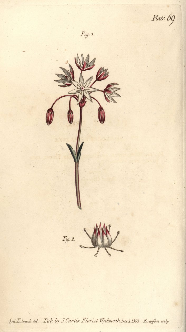 Hermafrodyty kwiat z siedmioma pistillami, Heptagynia, Septas capensis. Ręcznie kolorowany miedzioryt autorstwa F. Sansoma przedstawiający ilustrację botaniczną Sydenhama Edwardsa do wykładów Williama Curtisa na temat botaniki, dostarczony w Ogrodzie Botan autorstwa Sydenham Teast Edwards