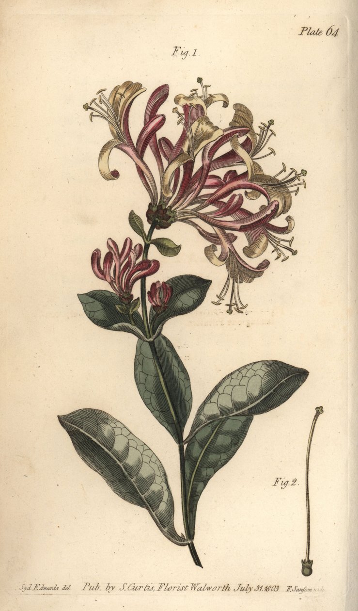Wiciokrzew, Lonicera caprifolium, Monogynia. Ręcznie kolorowany miedzioryt autorstwa F. Sansoma przedstawiający ilustrację botaniczną Sydenhama Edwardsa do wykładów Williama Curtisa na temat botaniki, dostarczony w Ogrodzie Botanicznym w Lambeth autorstwa Sydenham Teast Edwards