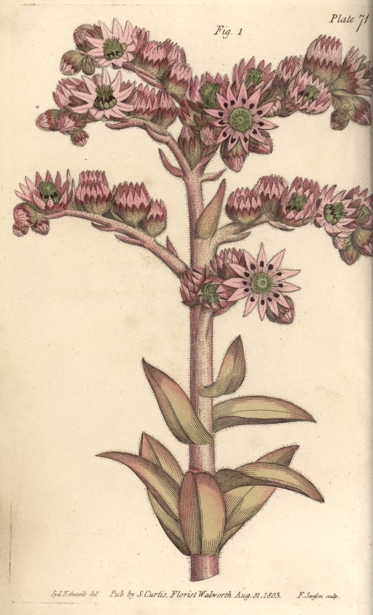 Rojnik, Sempervivum tectorum, Dodekagynia, kwiat hermafrodyty z 12 pistillami. Ręcznie barwiony miedzioryt autorstwa F. Sansoma przedstawiający ilustrację botaniczną Sydenhama Edwardsa do Wykładów o botanice Williama Curtisa, dostarczony w Ogrodzie Botanic autorstwa Sydenham Teast Edwards