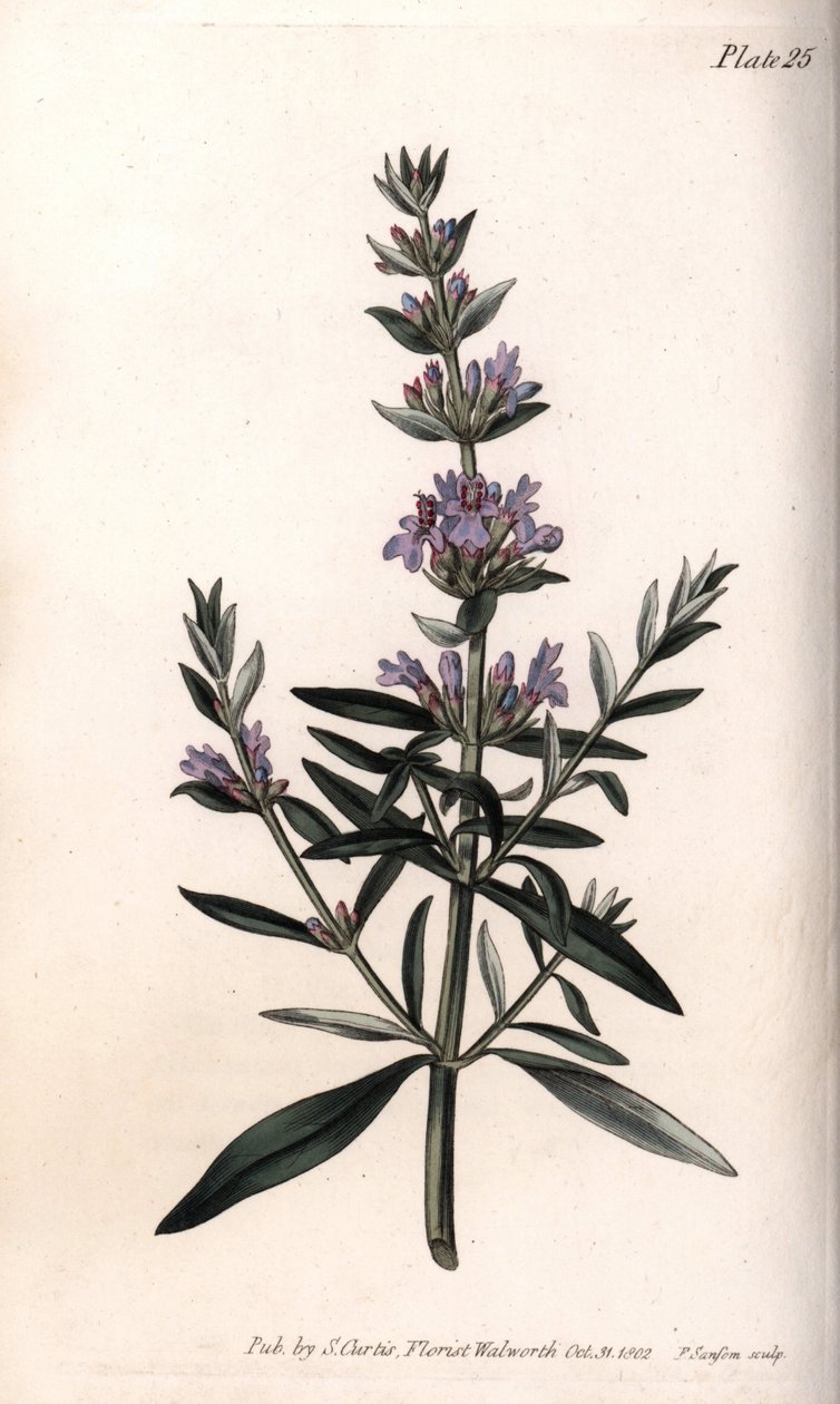 Hyzop lub hizop lekarski. Kolorowa miedzioryt, ilustracja Sydenham Edwards (1768-1819) dla Konferencji Botanicznej, Ogród Botaniczny Lambeth (Anglia) autorstwa Sydenham Teast Edwards