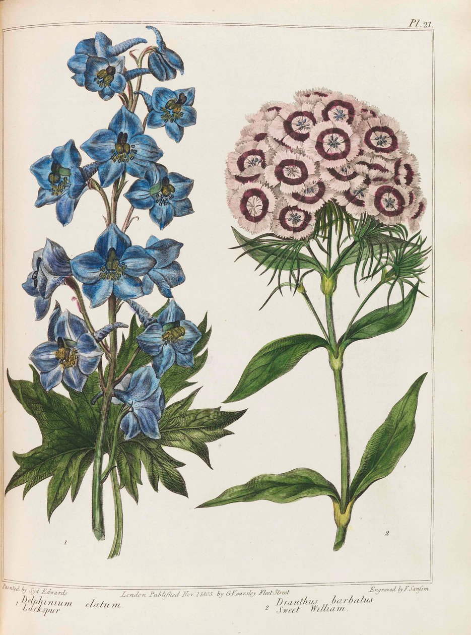 Ilustracja z „Praktycznego ogrodnictwa” autorstwa Alexandra McDonalda, 1807. autorstwa Sydenham Teast Edwards